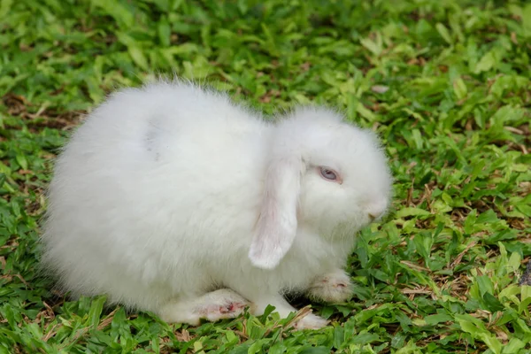 Bílý chlupatý králík na zahradě — Stock fotografie