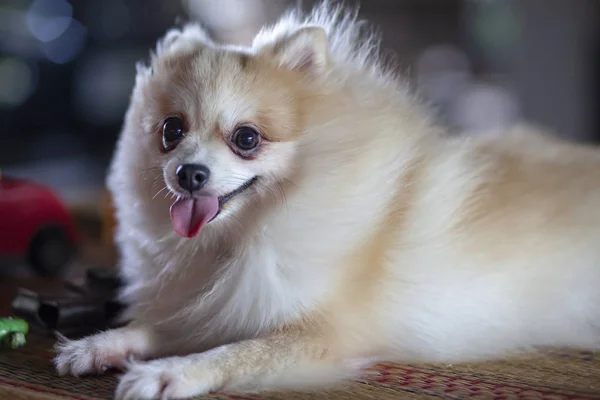 Close up Pomeranian dog on table have bokeh background — Stock Photo, Image