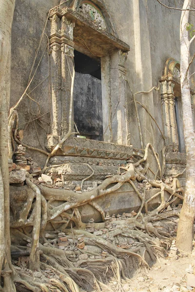 Eski tapınak tayland duvarda ağaç kökü