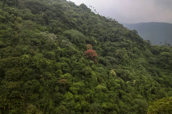 Vista della foresta e della montagna nel parco nazionale di taiwan — Foto Stock