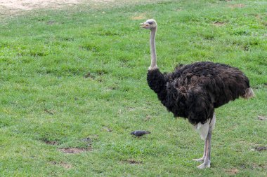 Tayland 'da bahçede devekuşu yakın