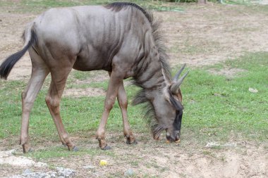 bahçede mavi wildebeest eatting yemek