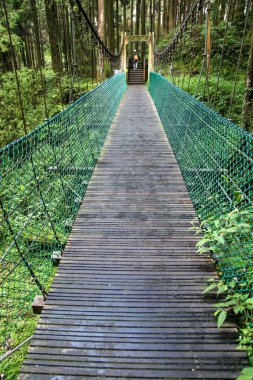 Tayvan 'daki Alishan ormanındaki yeşil köprü.