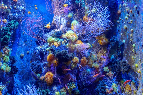 Maravilloso mundo submarino con corales y peces en Singapur . — Foto de Stock