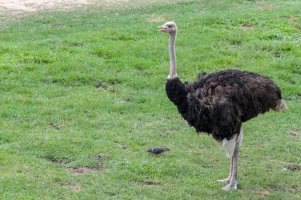 Cerca de avestruz en el jardín en Tailandia — Foto de Stock