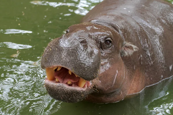Gros plan Hippopotame nain dans l'eau — Photo