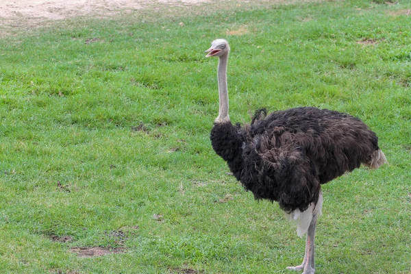 Fechar avestruz no jardim na Tailândia — Fotografia de Stock