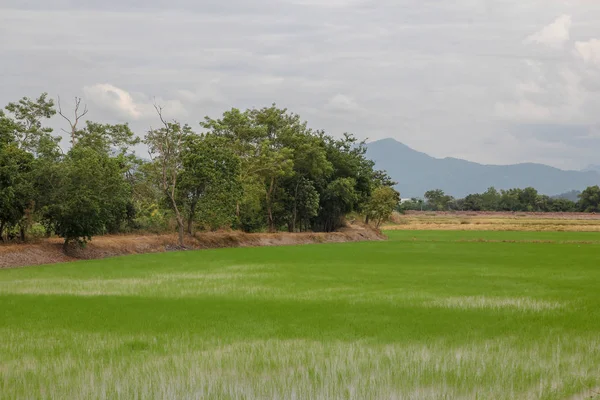 Brotar granja de plantas de arroz en Tailandia antes del atardecer —  Fotos de Stock