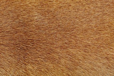 doku ve desen için kahverengi köpek derisi kadar yakın.