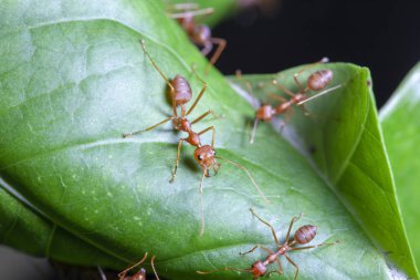Yeşil yapraklı kırmızı karıncayı kapat. 