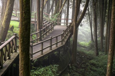 Alişan Milli Parkı'ndaki Alişan ormanında ahşaptan geçit