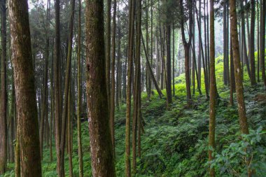 Tayvan Alişan milli park alanında büyük ağaç.