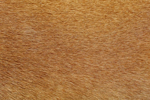 Крупним планом коричнева шкіра собаки для текстури і візерунка . — стокове фото