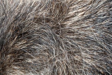 Desen ve arkaplan için gri köpek derisini kapat