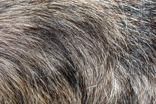 Närbild grå hund hud för mönster och bakgrund — Stockfoto