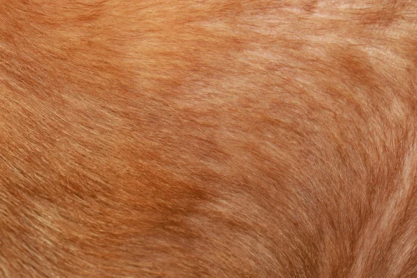 Bliska brązowa skóra psa do tekstury i wzoru. — Zdjęcie stockowe