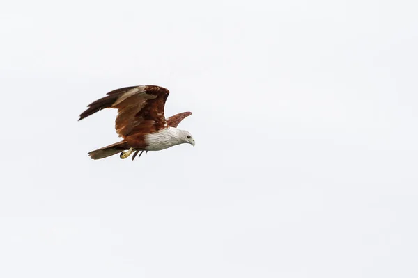 Red Eagle aan de hemel in de natuur in Thailand — Stockfoto