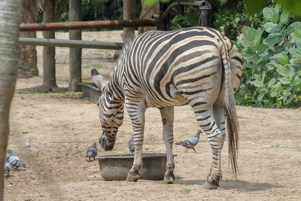 A zebra burchell na fazenda na Tailândia — Fotografia de Stock