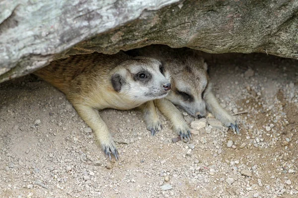 La Suricata suricatta o surkat dorme nella grotta rocciosa — Foto Stock