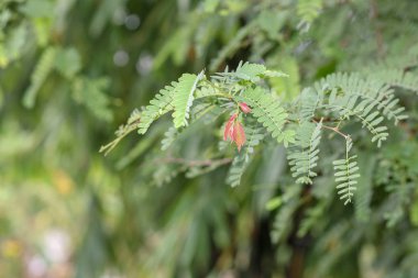 doğa arka plan için doğada demirhindi bebek kırmızı yaprak, odak cen