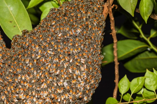 Cerca de grupo nido de abejas en el jardín en Tailandia —  Fotos de Stock