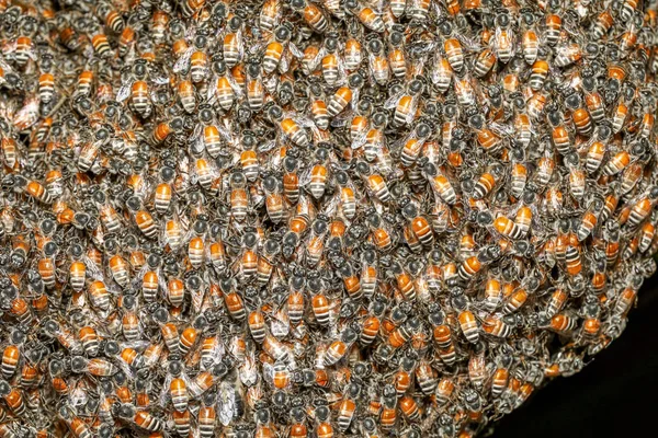 Fermer groupe abeille dans le jardin à thailand — Photo