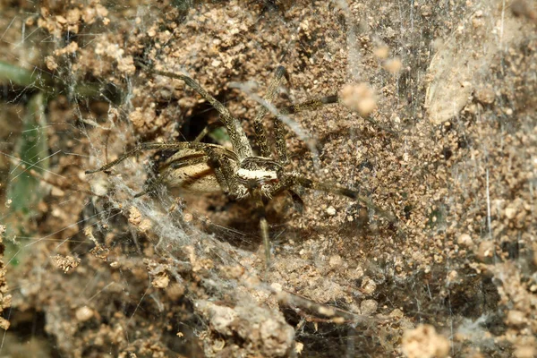 Spinne Aus Nächster Nähe Auf Spinnennetz Sandhöhle Thailand — Stockfoto