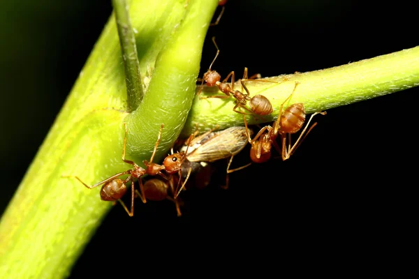 Gruppo Formiche Rosse Attacca Bug Cibo Sull Albero Bastone Natura — Foto Stock