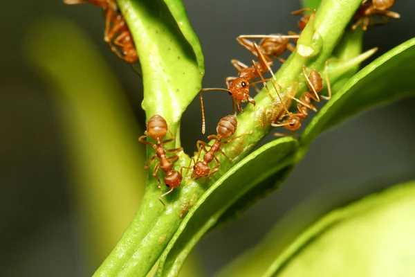 Chiudere Formica Rossa Albero Bastone Natura Thailandia — Foto Stock