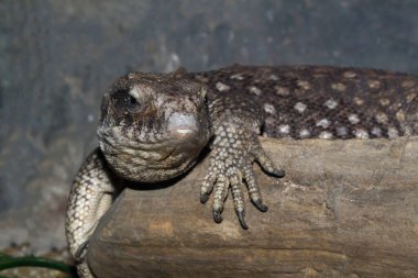 Büyük kertenkeleyi ahşap sopaya yakın tut.