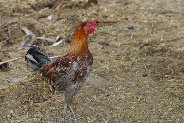 Bite Combat Colorée Est Debout Dans Ferme Thaïlande — Photo