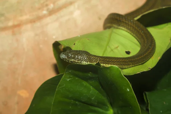 Cerca Bebé Verde Anaconda Serpiente Serpiente Más Grande Del Mundo —  Fotos de Stock