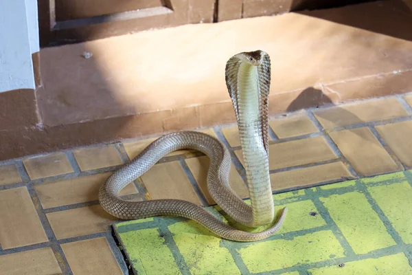 Gyönyörű Cobra Kígyó Cementpadlón Thaiföldön — Stock Fotó