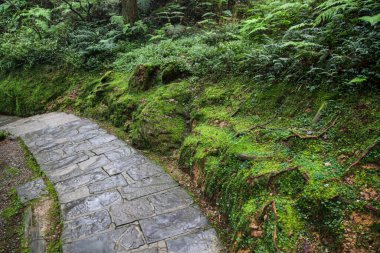 Tayvan 'daki Alishan Milli Parkı' nda yürüyüş yolu..