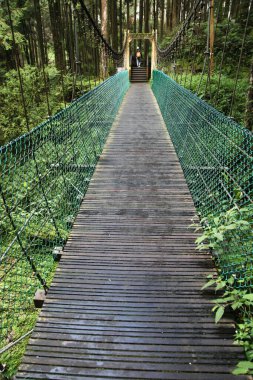 Tayvan 'daki Alishan ormanındaki yeşil köprü.