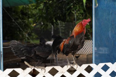 Tayland 'daki bahçenin beyaz ahşap kapısında kavga eden aile.