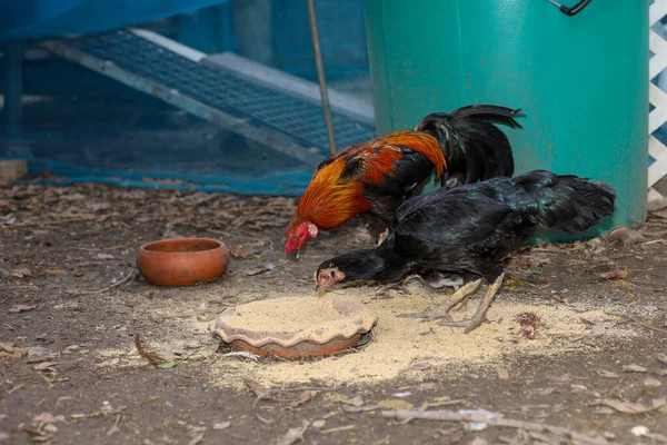 The family fighting hen eat food in farm at thailand