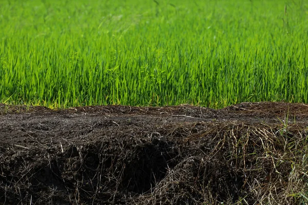 Зеленое Рисовое Поле Земля Сельской Местности Таиланде — стоковое фото