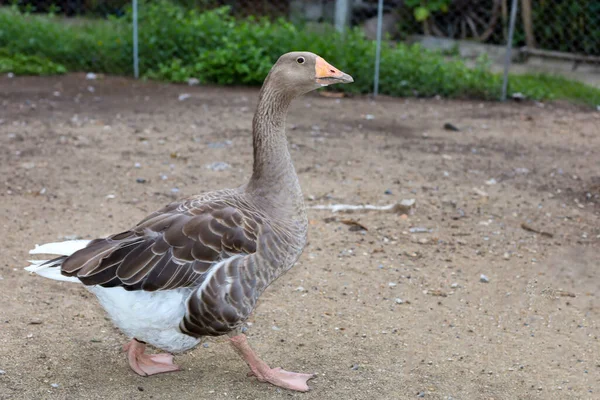 Großaufnahme Körper Braune Gans Läuft Bauernhof Thailand — Stockfoto