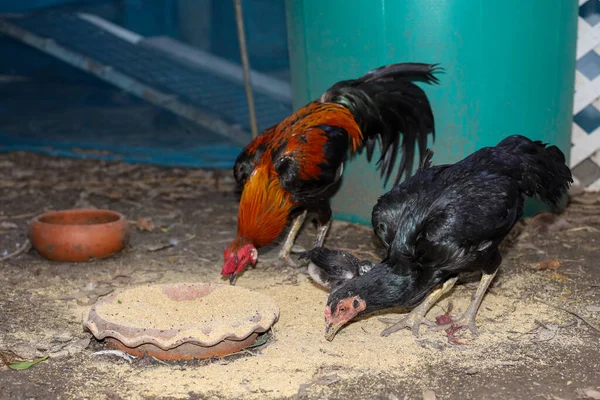 Familjen Som Slåss Mot Hönan Äter Mat Gården Thailand — Stockfoto