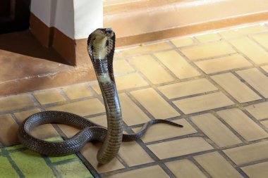 Güzel siyah kobra yılanı Tayland 'da beton zeminde