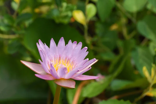 Close Lotus Flower Yellow Purple Color Beautiful — Stock Photo, Image