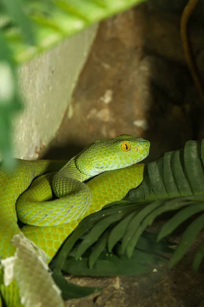 Fermer Fosse Verte Serpent Vipère Est Caché Dans Jardin Thaïlande — Photo
