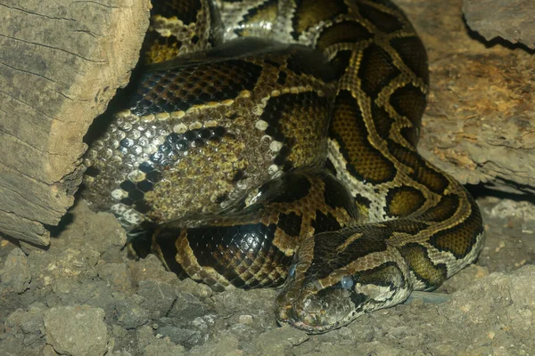 Serpent Python Birman Est Caché Corps Dans Arbre Bâton Grotte — Photo