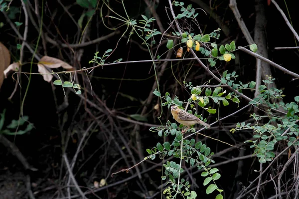 Uccello Giallo Albero Bastone Giardino Tailandia — Foto Stock