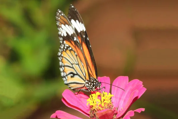 Close Farfalla Mangiare Acqua Fiore Natura Parco — Foto Stock