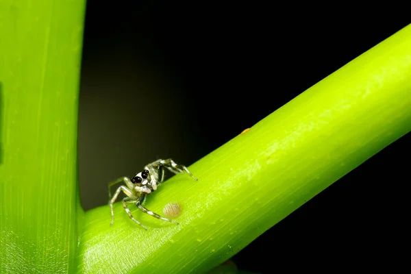 Nahaufnahme Der Sprungspinne Auf Grünem Stockbaum Der Natur Thailand — Stockfoto