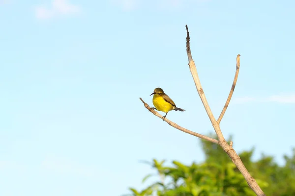 Oiseau Oriole Jaune Sur Arbre Bâton Dans Jardin Thaïlande — Photo