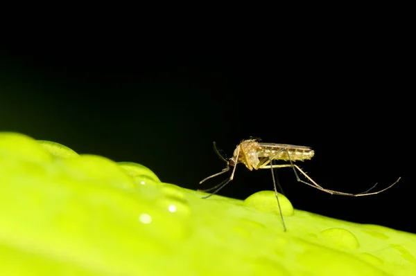 Close Mosquito Bug Folha Verde — Fotografia de Stock