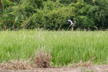 Pelikan kuşu Tayland 'ın kırsalındaki yeşil pirinç tarlasına iniyor.
